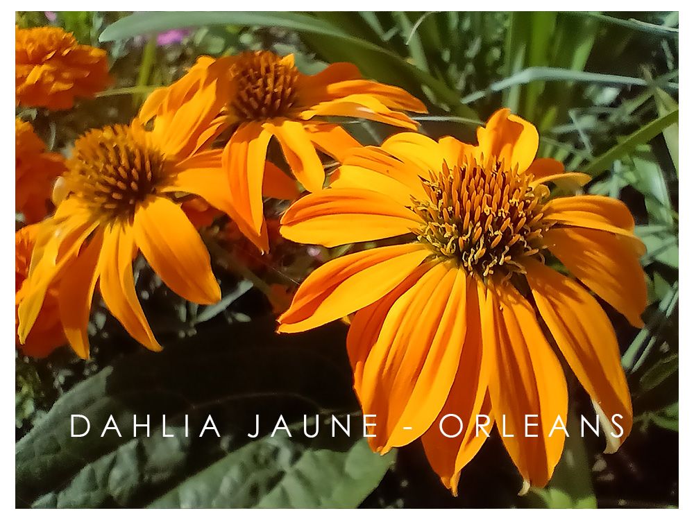 Dahlia Jaune