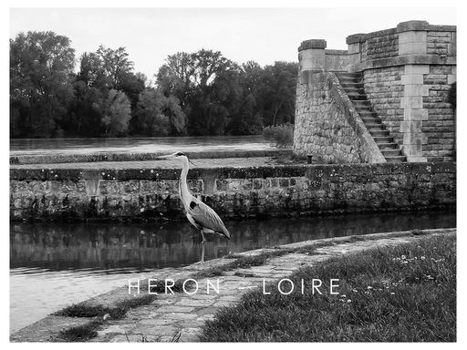 Héron - Loire